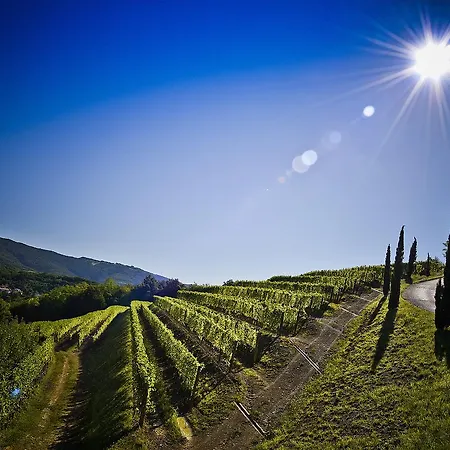 Venica & Venica Wine *